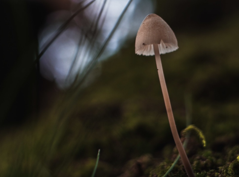 Afbeeldingslocatie: https://tweakers.net/i/O2LCyyS958Rr1pcKA-XZLR64Qhk=/800x/filters:strip_icc():strip_exif()/f/image/Gd5lS7bExbURBaACtxTPLEsf.jpg?f=fotoalbum_large