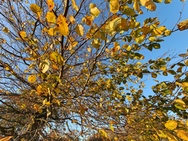 OnePlus 15 cameratest - Ultrawide