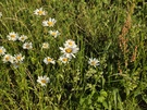 Cameratest - 2x zoom