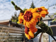 Phone 4a Pro cameratest - 2x zoom