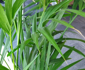 Plant Note 9 met en zonder Scène-optimalisatie