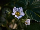 OPPO Find X9 Ultra cameravergelijking - Macro