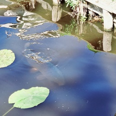 Afbeeldingslocatie: https://tweakers.net/i/OwizX-CE6sOR3ck_BZGrKz6bUQg=/232x232/filters:strip_icc():strip_exif()/f/image/bn1uHYR8lYmoO6g1I1rDbPC9.jpg?f=fotoalbum_tile