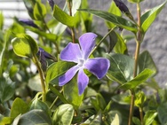 Cameratest iPhone 17e - Twee keer zoom