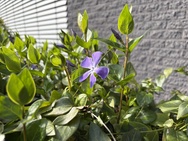 Cameratest iPhone 17e - Hoofdcamera
