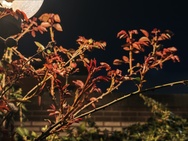 Cameratest Xiaomi 17 Ultra - 2x zoom