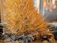 Cameratest Xiaomi 17 - Macro