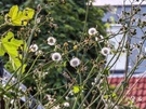 OPPO Find X9 Ultra cameravergelijking - 10x zoom