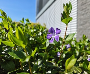 Leica Vibrant (links) en Leica Authentic