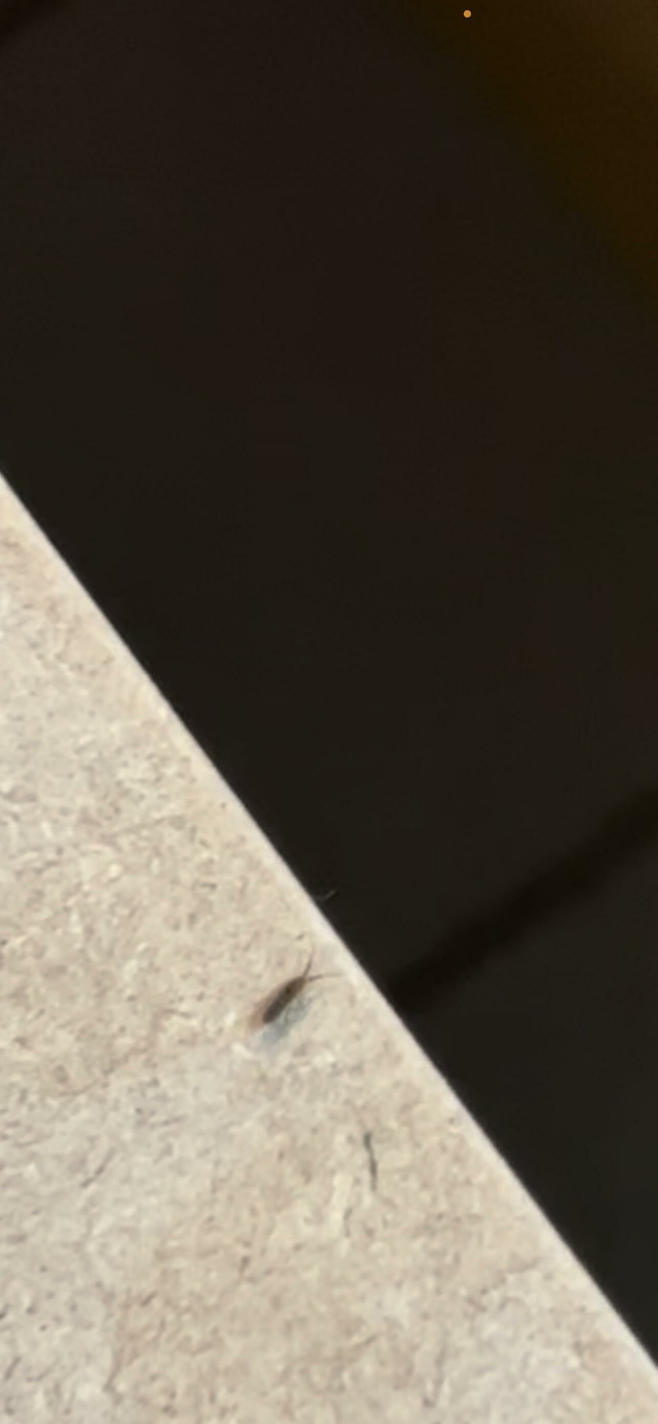Het grote 'welk insect/beest(je) is dit?!' topic - Algemene zaken - GoT