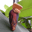 Bananenplant