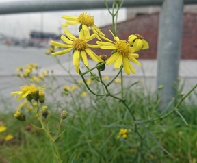Foto gemaakt met Z5 Compact voor review Sony Xperia Z5 Compact