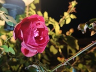 OnePlus 15 cameratest - 2x zoom