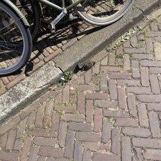Afbeeldingslocatie: https://tweakers.net/i/QpjHvpPP3fKpqKvbhRQFDoCXJVA=/232x232/filters:strip_icc():strip_exif()/f/image/XnOahOGSBU9U9FKdbkxHXDV0.jpg?f=fotoalbum_tile