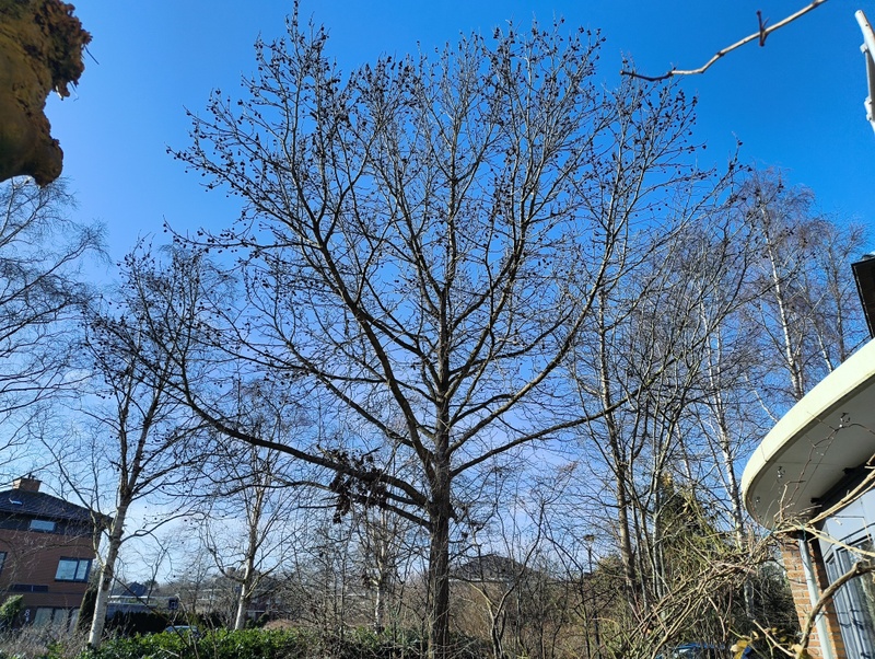 Afbeeldingslocatie: https://tweakers.net/i/RKSrFRu_2fnBYD38wSIqaCA75E8=/800x/filters:strip_icc():strip_exif()/f/image/pJRlDp1vO2cjw1U4U964P90r.jpg?f=fotoalbum_large