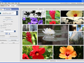 Google Picasa - collage