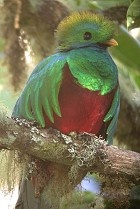 Quetzal (bron: Wikipedia)