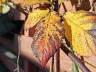 OnePlus 15 cameratest - 2x zoom