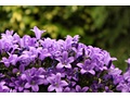 Canon Eos 500D recensie samples
