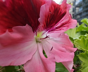 Cameratest OnePlus Nord 3 - Macrocamera