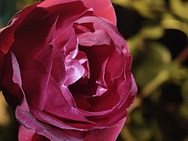 OnePlus 15 cameratest - Verder zoomen