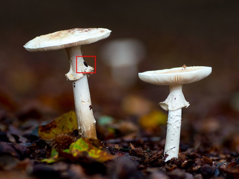 Afbeeldingslocatie: https://tweakers.net/i/SWCgVFz2fYzxlJ-HyWkDcu5Om8Q=/800x/filters:strip_icc():strip_exif()/f/image/ztpxGUlpnZ2OlQHbnSfwrzrk.jpg?f=fotoalbum_large