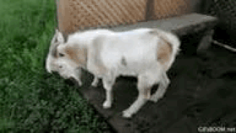 Afbeeldingslocatie: https://tweakers.net/i/SgY9lp8ZrtiaeKLOFZ-xLQuQyXA=/full-fit-in/4000x4000/filters:no_upscale():fill(white):gifsicle():strip_exif()/f/image/hznVpXGxr6H1AA6PWN1R0KiO.gif?f=user_large