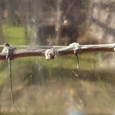 Afbeeldingslocatie: https://tweakers.net/i/TCbCqpGMCRtvHti1bAQPwraRt_Y=/232x232/filters:strip_icc():strip_exif()/f/image/vYAfKBBfIE2E8JEmxN2qzVC0.jpg?f=fotoalbum_tile