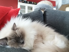 Cat selfie