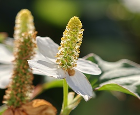 Sony Xperia 1 VIII cameratest - Supermacro