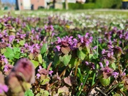 Huawei P40 Pro camerasamples overdag