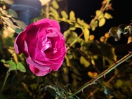 OnePlus 15 cameratest - 2x zoom