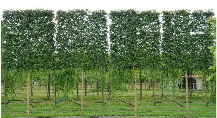 Afbeeldingslocatie: https://tweakers.net/i/UqLT5l2ySlQg1-IGs08PLkDFn3c=/full-fit-in/4920x3264/filters:max_bytes(3145728):no_upscale():strip_icc():fill(white):strip_exif()/f/image/BUDWFLMIbyPBK8rEqeqDfQU6.jpg?f=user_large