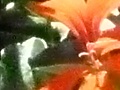 Panasonic DMC-TZ10 iso 1600 crop