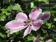 Canon EOS M3 - flora en fauna