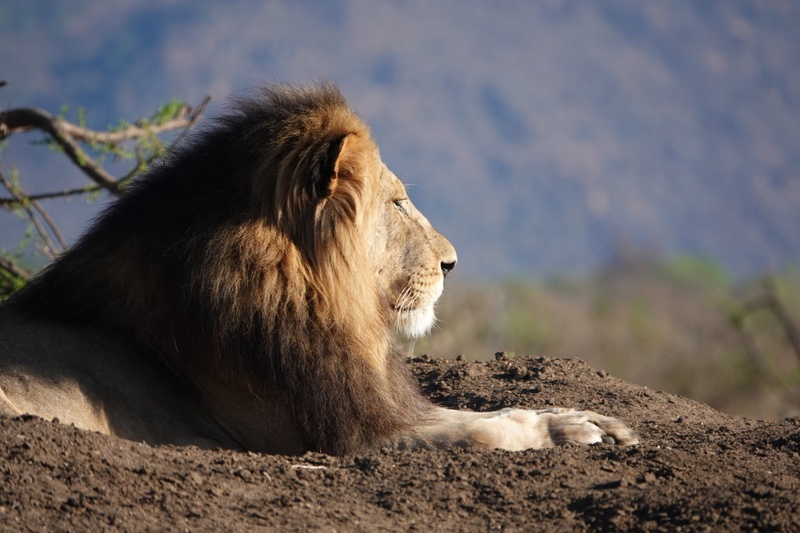 Afbeeldingslocatie: https://tweakers.net/i/VOdNkn43_EzaeBmgzJowmq5m_8I=/800x/filters:strip_icc():strip_exif()/f/image/EDXwYvtC155HKZ55yiMqDxPN.jpg?f=fotoalbum_large