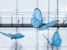 eMotionButterflies