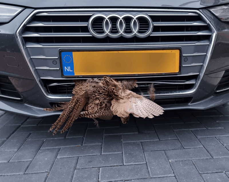 Afbeeldingslocatie: https://tweakers.net/i/VtRY8DcXCFX7wEWvvKVcor5BLzs=/800x/filters:strip_exif()/f/image/nR09giufQBcO6IVlClP5xrvp.png?f=fotoalbum_large