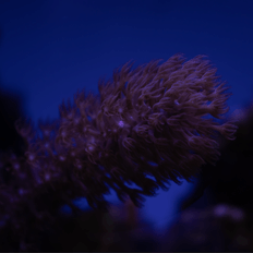 Afbeeldingslocatie: https://tweakers.net/i/VtmVrUzO1tP9K1CbiXIjvU5htE4=/232x232/filters:strip_exif()/f/image/iGp198D3BtX5NtV7rZY35cSf.png?f=fotoalbum_tile