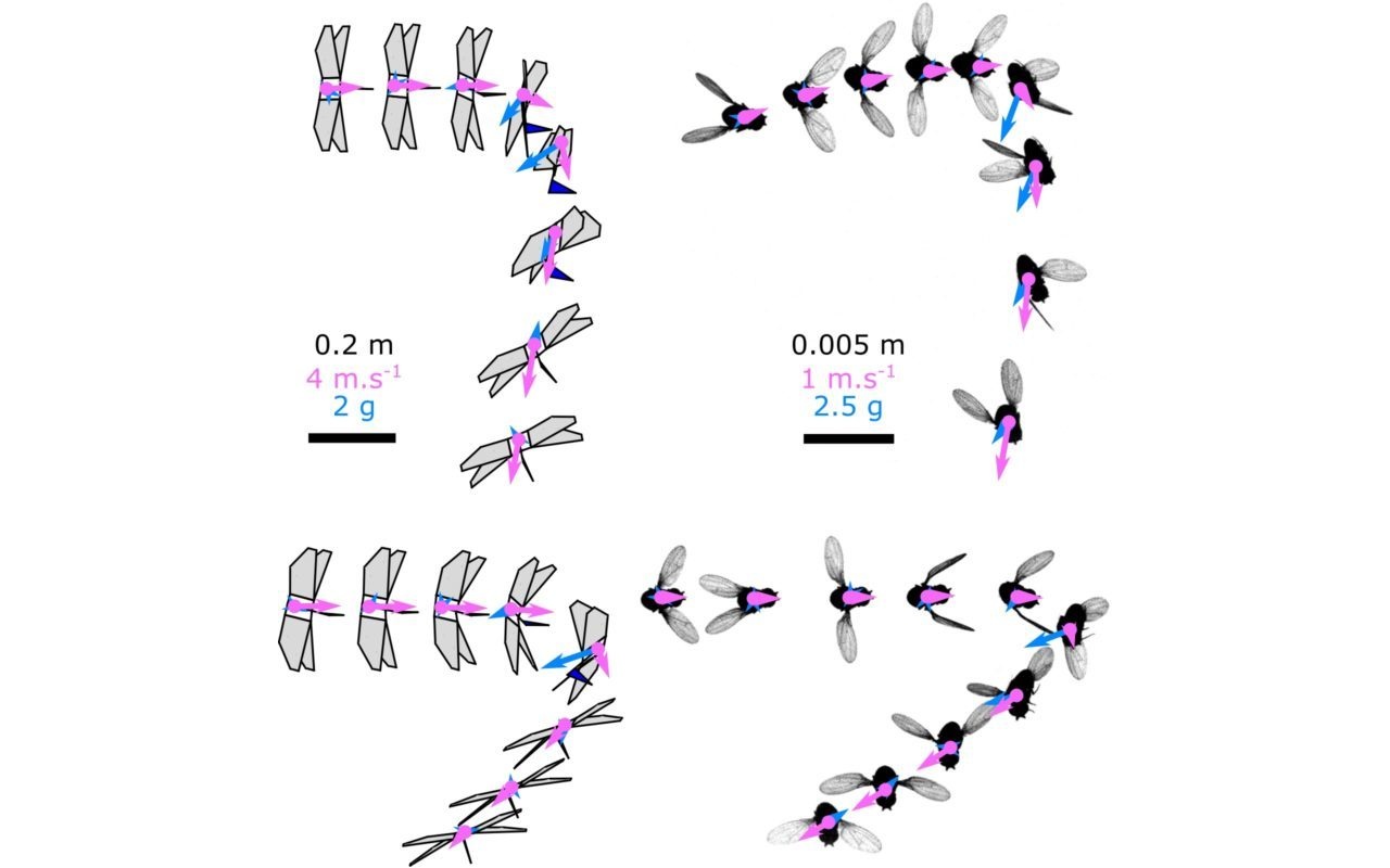 advances in independent component analysis and learning