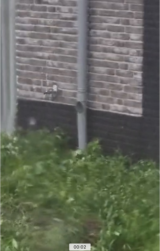 Afbeeldingslocatie: https://tweakers.net/i/W93l5Ut7JJask-Mo0AzpVjumEwo=/x800/filters:strip_icc():strip_exif()/f/image/iBZhWixyrfWH5CSRRdUrksKl.jpg?f=fotoalbum_large