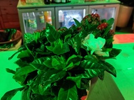 Foto gemaakt met Samsung Galaxy Fold