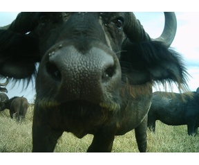 DeepMind Serengeti