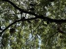 iPhone 14 Pro-series Telecamera