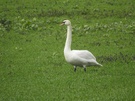 Nikon Coolpix P900 zoombereik