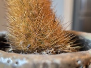 Cameratest Xiaomi 17 - Macro