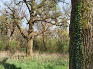 Huawei P40 Pro camerasamples overdag