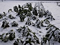 Panasonic Lumix GF1 samples