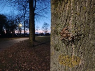 OnePlus 15 cameratest - Primair nachtmodus