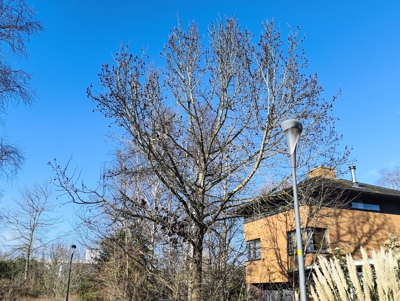 Afbeeldingslocatie: https://tweakers.net/i/X2r3Ao-sLpYuXdPcnKJnEFsaKAY=/800x/filters:strip_icc():strip_exif()/f/image/ozpQfcou8WavnuIsH65e96nc.jpg?f=fotoalbum_large